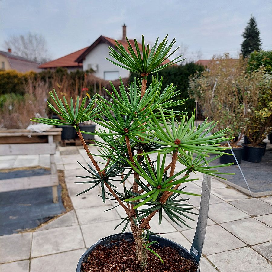 Japán ernyőfenyő Sciadopitys verticillata 'Green Diamond'