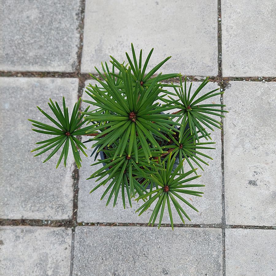 Japán ernyőfenyő Sciadopitys verticillata 'Green Diamond'