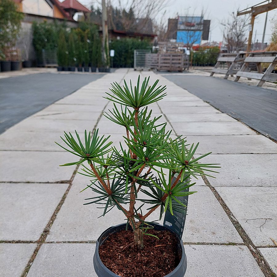 Japán ernyőfenyő Sciadopitys verticillata 'Green Diamond'