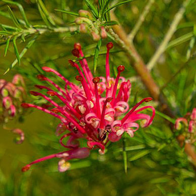 P&oacute;kvir&aacute;g Grevillea alpina 'Olympic Flame'
