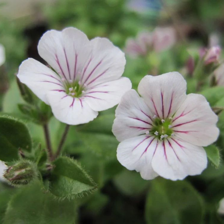 Gypsophila cerastioides Eg&eacute;rf&uuml;lű f&aacute;tyolvir&aacute;g