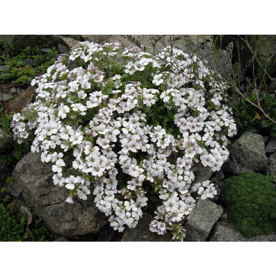 Eg&eacute;rf&uuml;lű f&aacute;tyolvir&aacute;g Gypsophila cerastioides