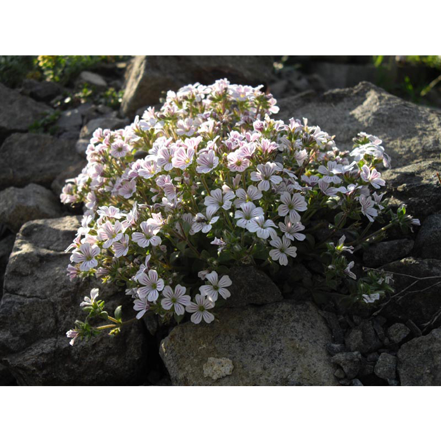 Eg&eacute;rf&uuml;lű f&aacute;tyolvir&aacute;g Gypsophila cerastioides