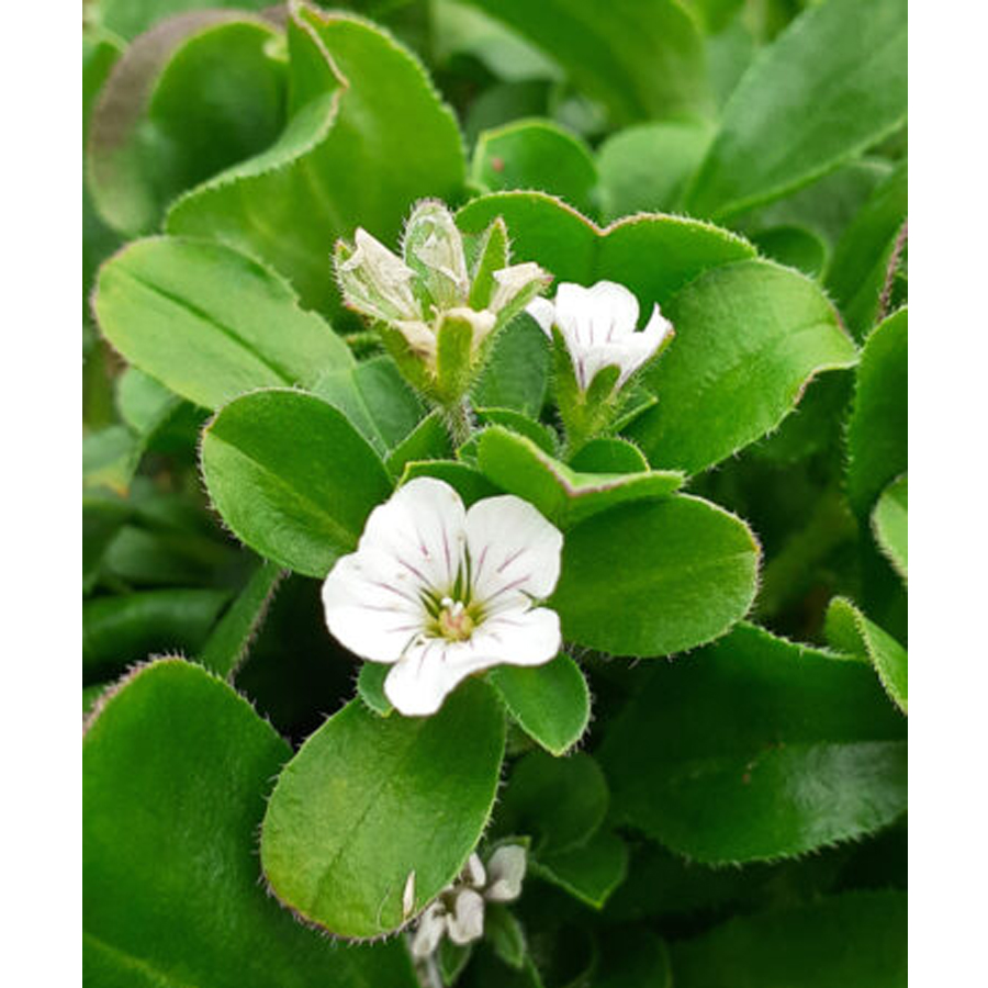 Eg&eacute;rf&uuml;lű f&aacute;tyolvir&aacute;g Gypsophila cerastioides