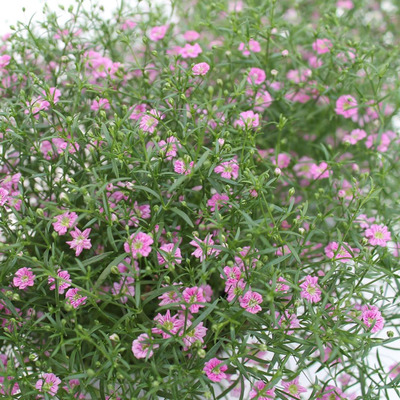 Gypsophila muralis 'Gypsy' mix Fátyolvirág fajták