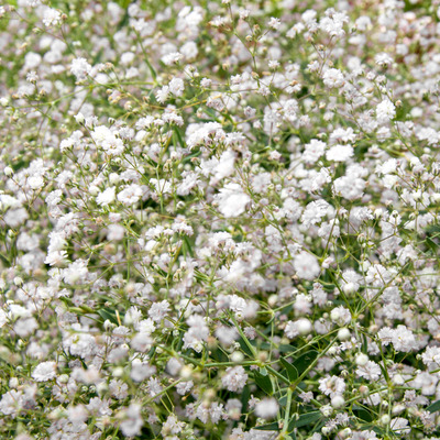 Gypsophila paniculata 'Bristol Fairy' Fátyolvirág