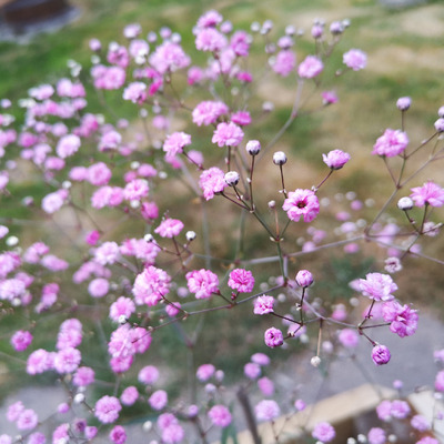Gypsophila paniculata 'Festival Pink Lady' Fátyolvirág