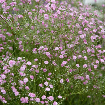 Fátyolvirág Gypsophila paniculata 'Festival Pink Lady'