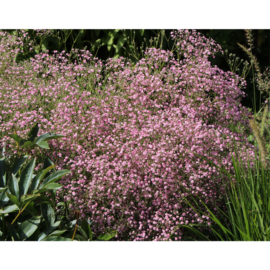 F&aacute;tyolvir&aacute;g Gypsophila&nbsp;paniculata 'Flamingo'