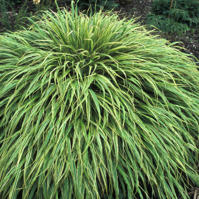 Hakonechloa macra 'Albostriata' Sz&aacute;lkafű