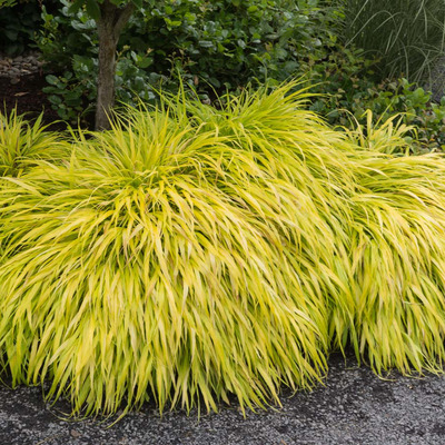 Hakonechloa macra 'All Gold' Szálkafű