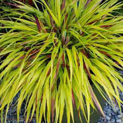 Hakonechloa macra 'Sunflare' Szálkafű