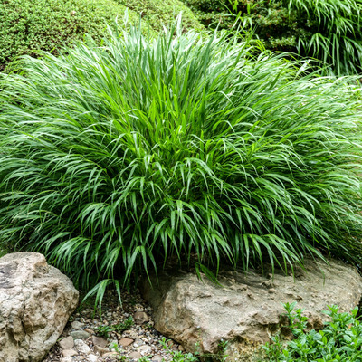 Hakonechloa macra Szálkafű