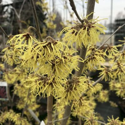 Hamamelis intermedia 'Arnold Promise' Var&aacute;zsmogyor&oacute;