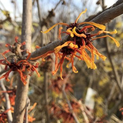 Hamamelis intermedia 'Feuerzauber' Var&aacute;zsmogyor&oacute;