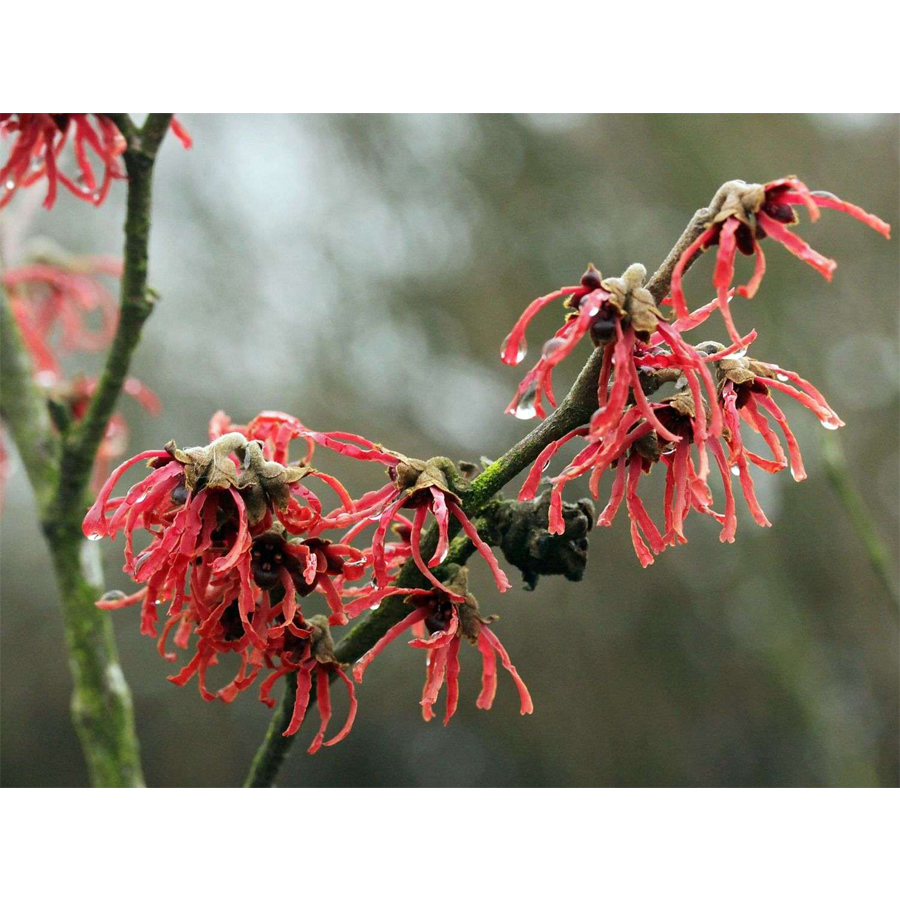 Hamamelis intermedia 'Ruby Glow' Var&aacute;zsmogyor&oacute;