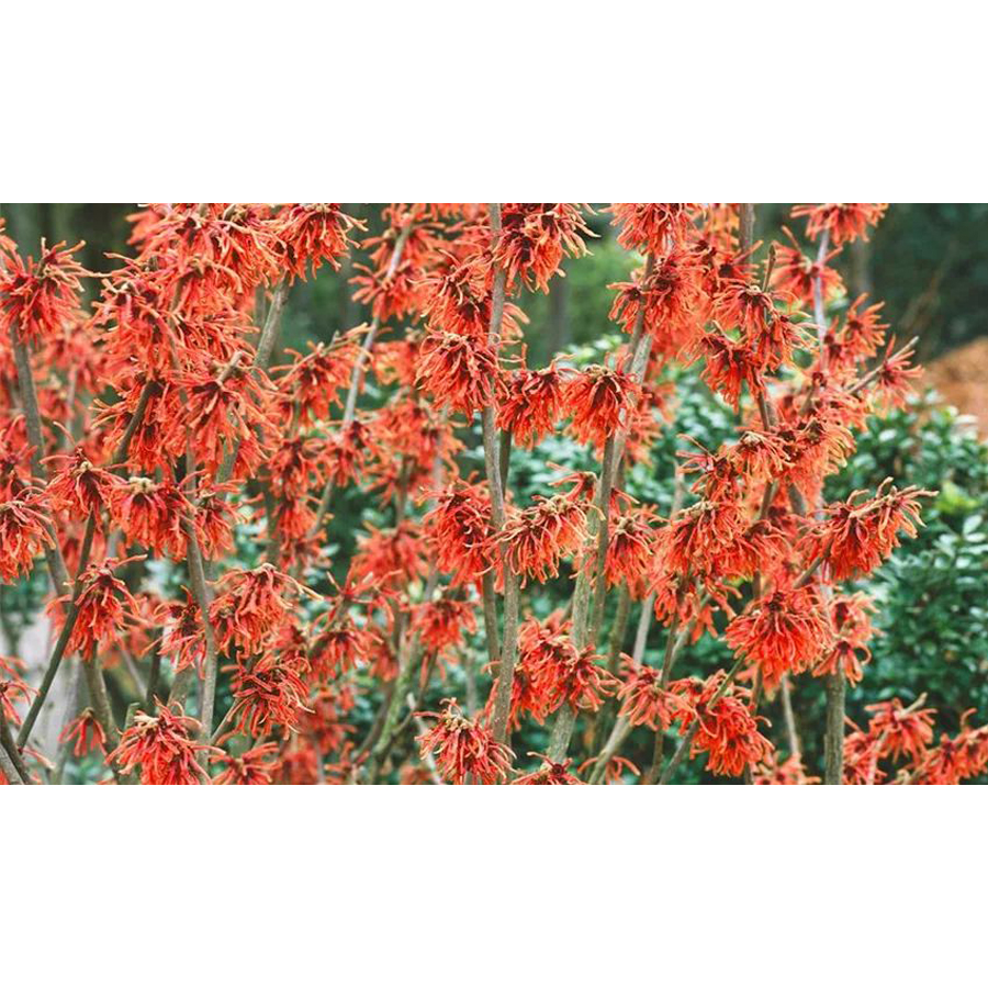 Var&aacute;zsmogyor&oacute; Hamamelis intermedia 'Ruby Glow'