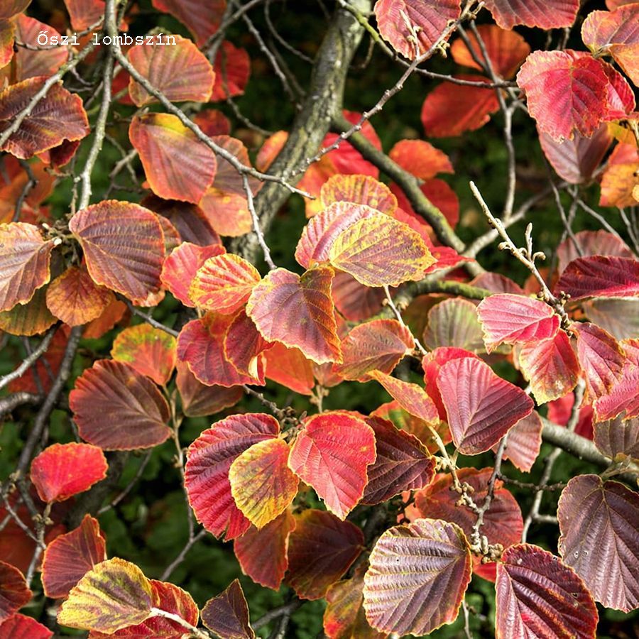 Var&aacute;zsmogyor&oacute; Hamamelis intermedia 'Ruby Glow'