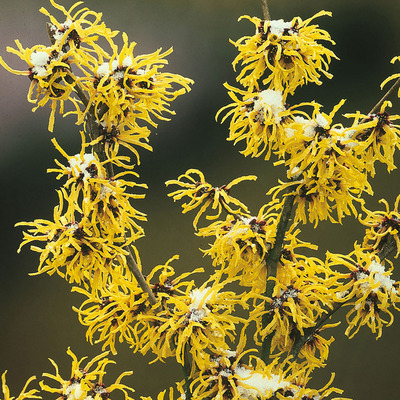 Hamamelis mollis Varázsmogyoró