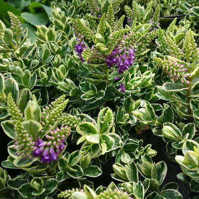 Hebe andersonii 'variegata' Veronikacserje