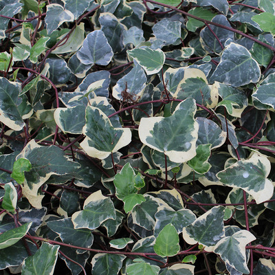 Hedera algeriensis 'Gloire de Marengo' Borosty&aacute;n
