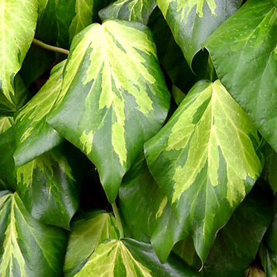 Hedera colhica 'Sulphur Heart' Tarkalevelű borosty&aacute;n