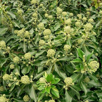 Hedera helix 'Arborescens' Bokor borostyán