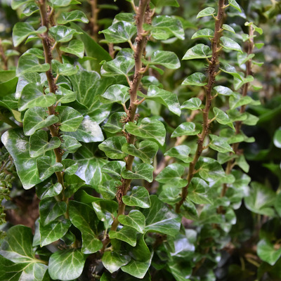 Hedera helix 'Erecta' Oszlopos borosty&aacute;n