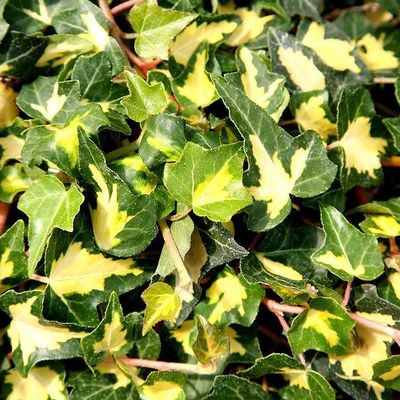 Hedera helix 'Goldheart' Tarkalevelű borostyán