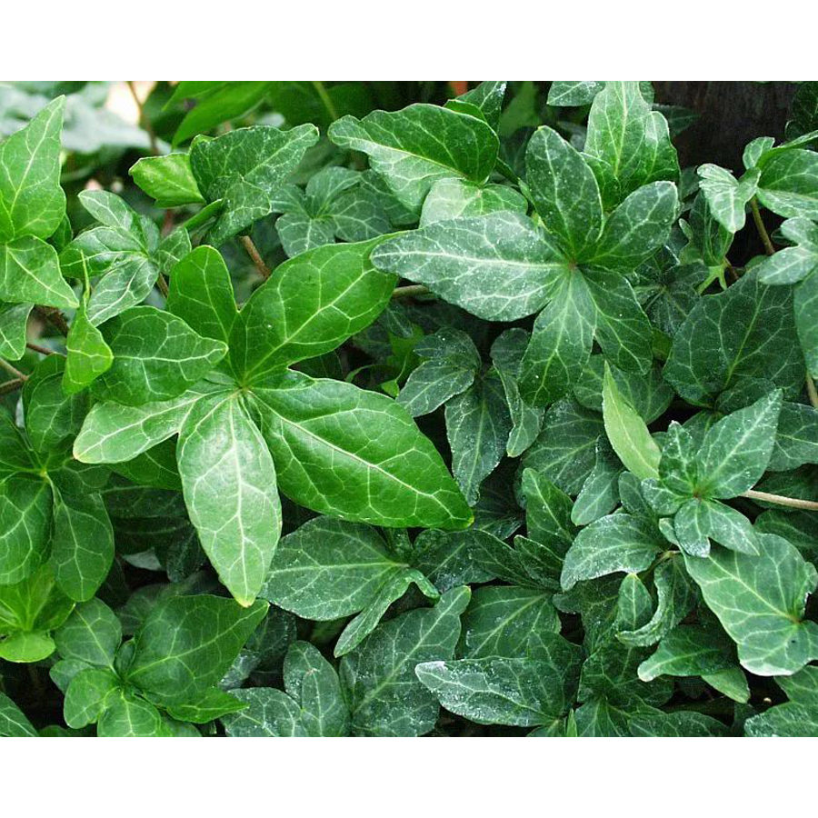 Hedera helix 'Shamrock' Borosty&aacute;n