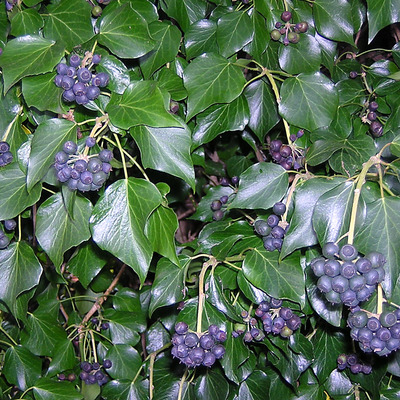 Hedera helix ssp. hibernica Ír borostyán