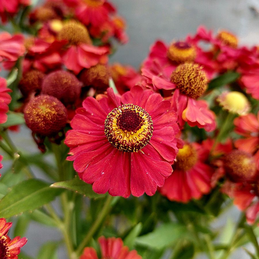 Helenium 'Helias Fire Red'