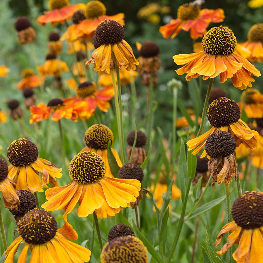 Napfényvirág Helenium 'Mardi Gras'