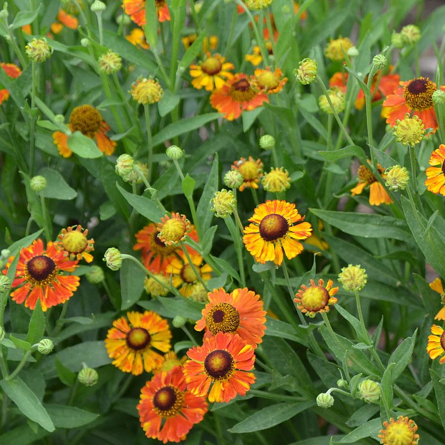 Napfényvirág Helenium 'Mardi Gras'