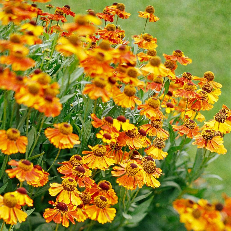 Napfényvirág Helenium 'Mardi Gras'