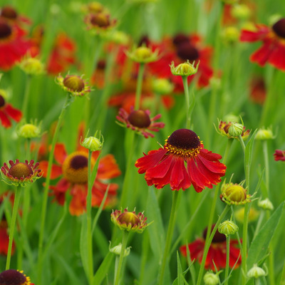 Helenium 'Moerheim Beauty' Napfényvirág