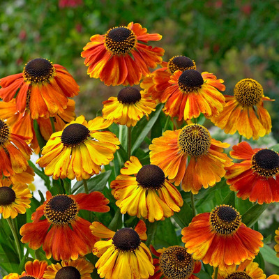 Helenium 'Sahin's Early Flowerer' Napfényvirág
