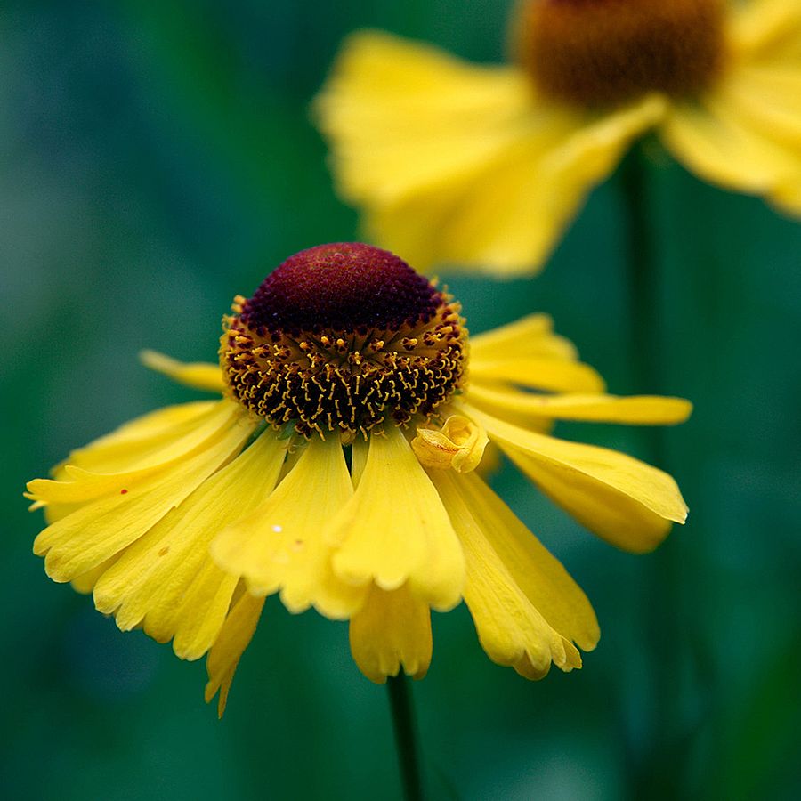 Helenium 'Wesergold' Napf&eacute;nyvir&aacute;g