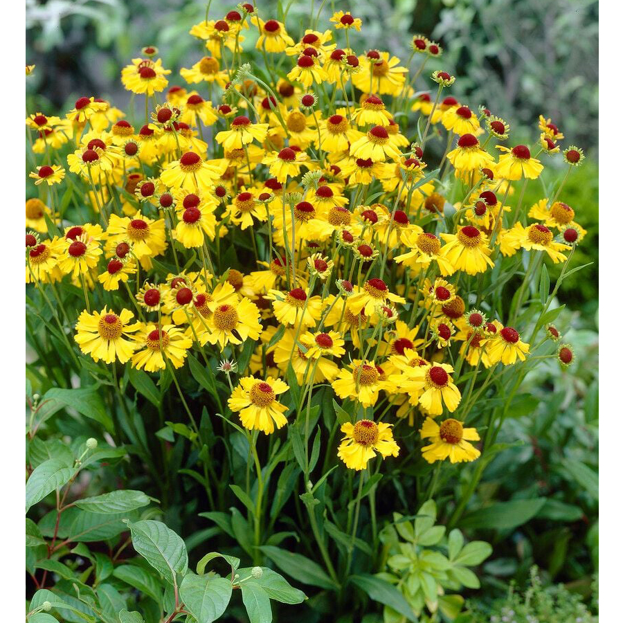 Napf&eacute;nyvir&aacute;g Helenium 'Wesergold'
