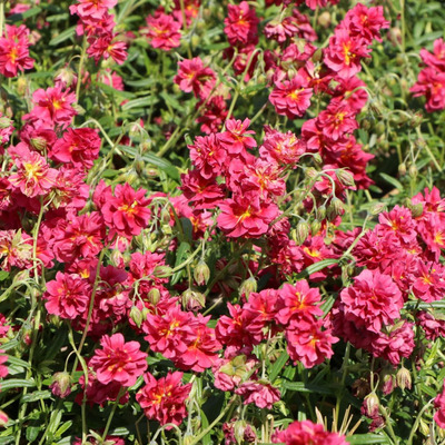 Helianthemum 'Cerise Queen' Napvirág