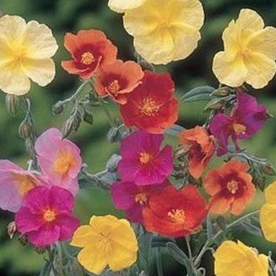 Helianthemum mix Napvirág fajták