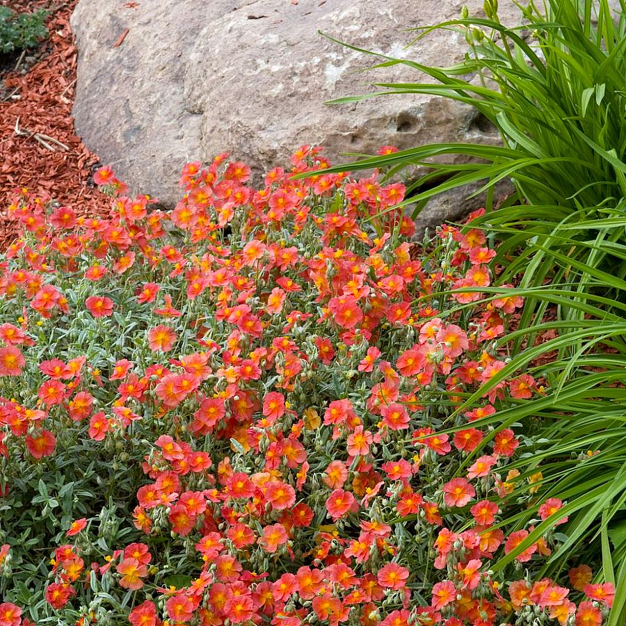 Napvir&aacute;g Helianthemum 'Fire Dragon'