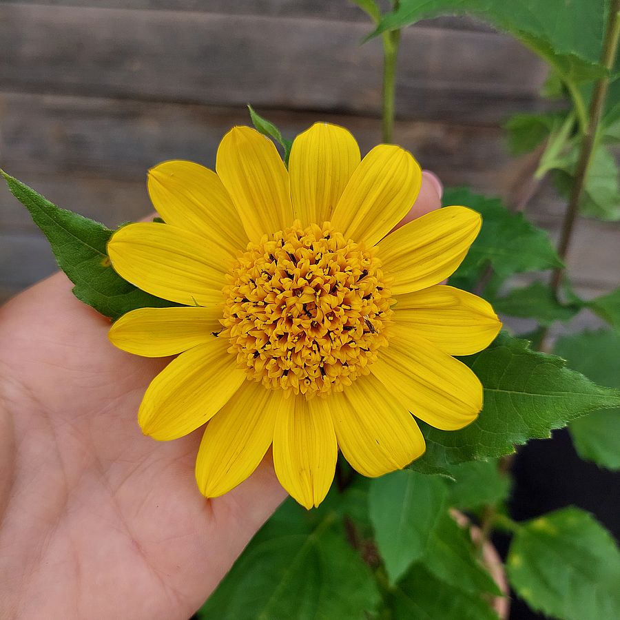 Helianthus decapetalus 'Capenoch Star' Sokvir&aacute;g&uacute; napraforg&oacute;