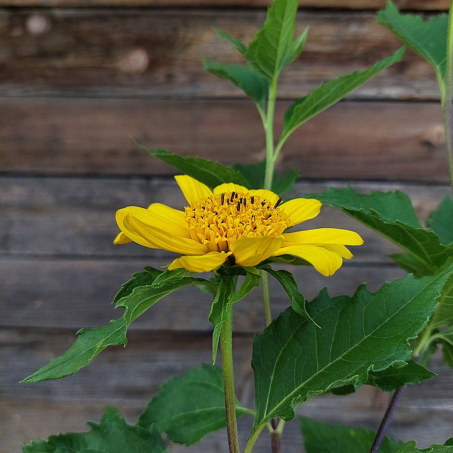 Sokvir&aacute;g&uacute; napraforg&oacute; Helianthus decapetalus 'Capenoch Star'