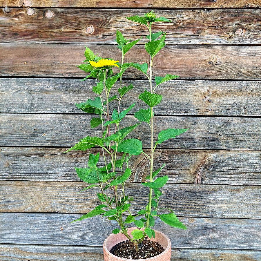 Sokvir&aacute;g&uacute; napraforg&oacute; Helianthus decapetalus 'Capenoch Star'