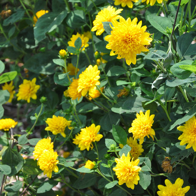 Sokvirágú napraforgó Helianthus decapetalus 'Soleil d'Or'