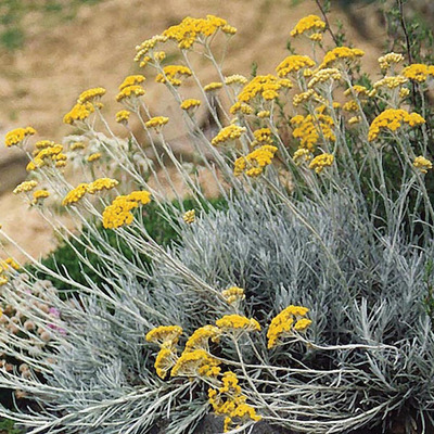 Helichrysum italicum Curry