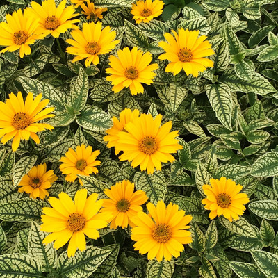 Heliopsis helianthoides 'Loraine Sunshine' Napszemvir&aacute;g