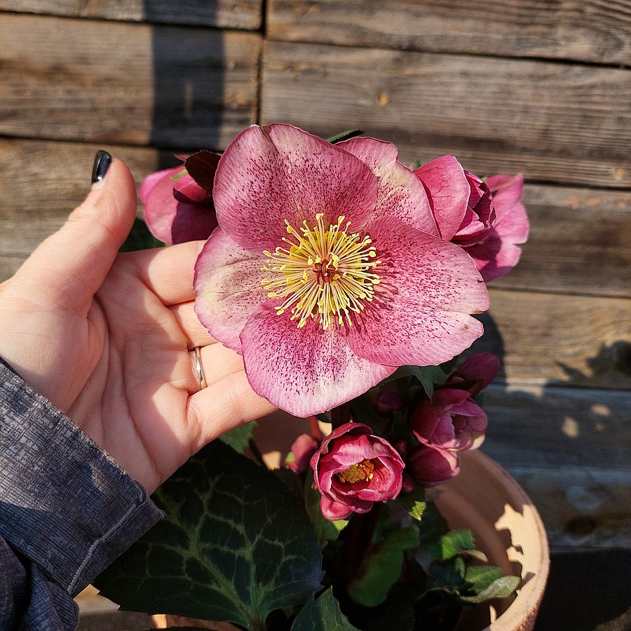 Hunyor Helleborus 'Frostkiss Charmer'