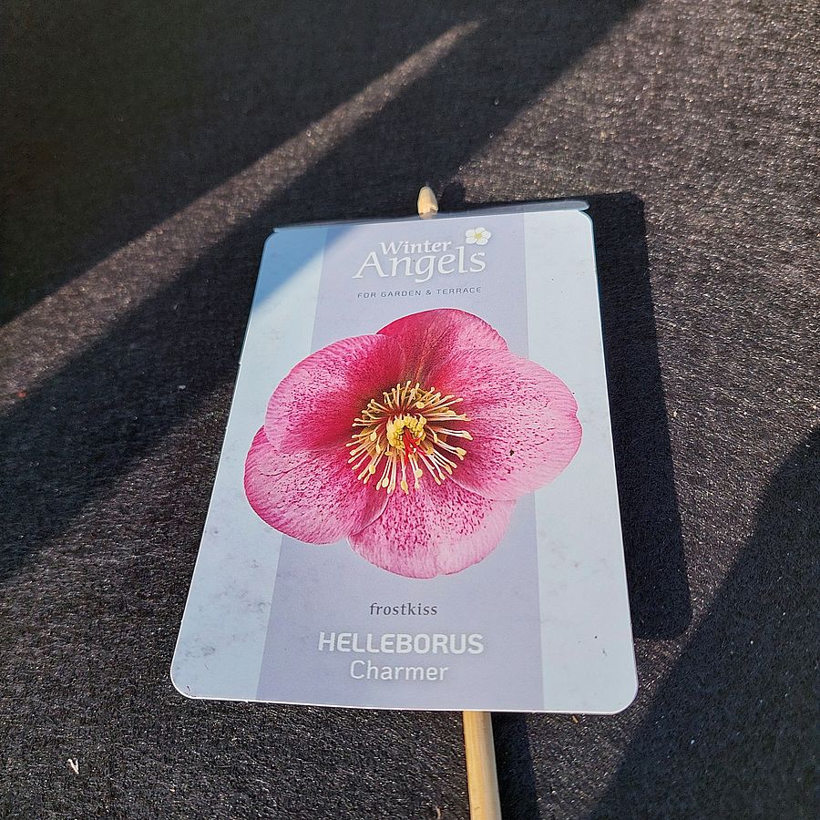 Hunyor Helleborus 'Frostkiss Charmer'